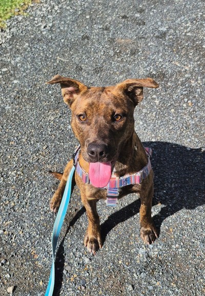 Zelda - American Staffy