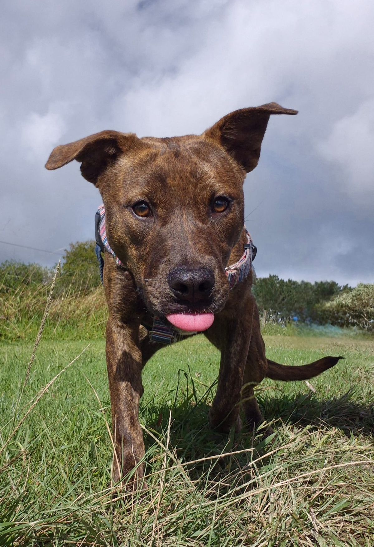 Gallery image: Zelda