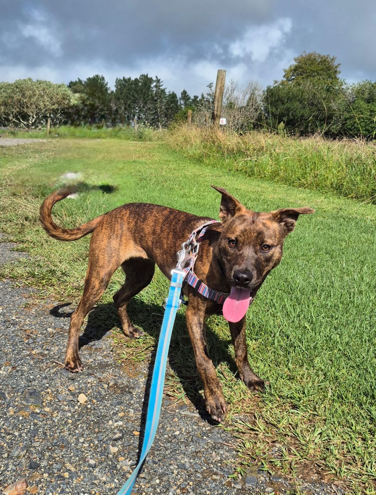 Gallery image: Zelda