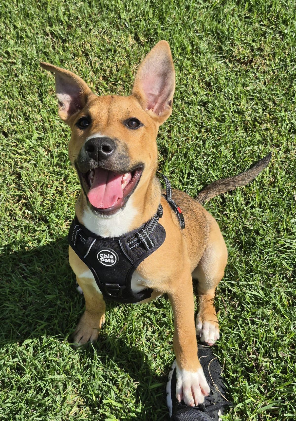 Gallery image: Possum