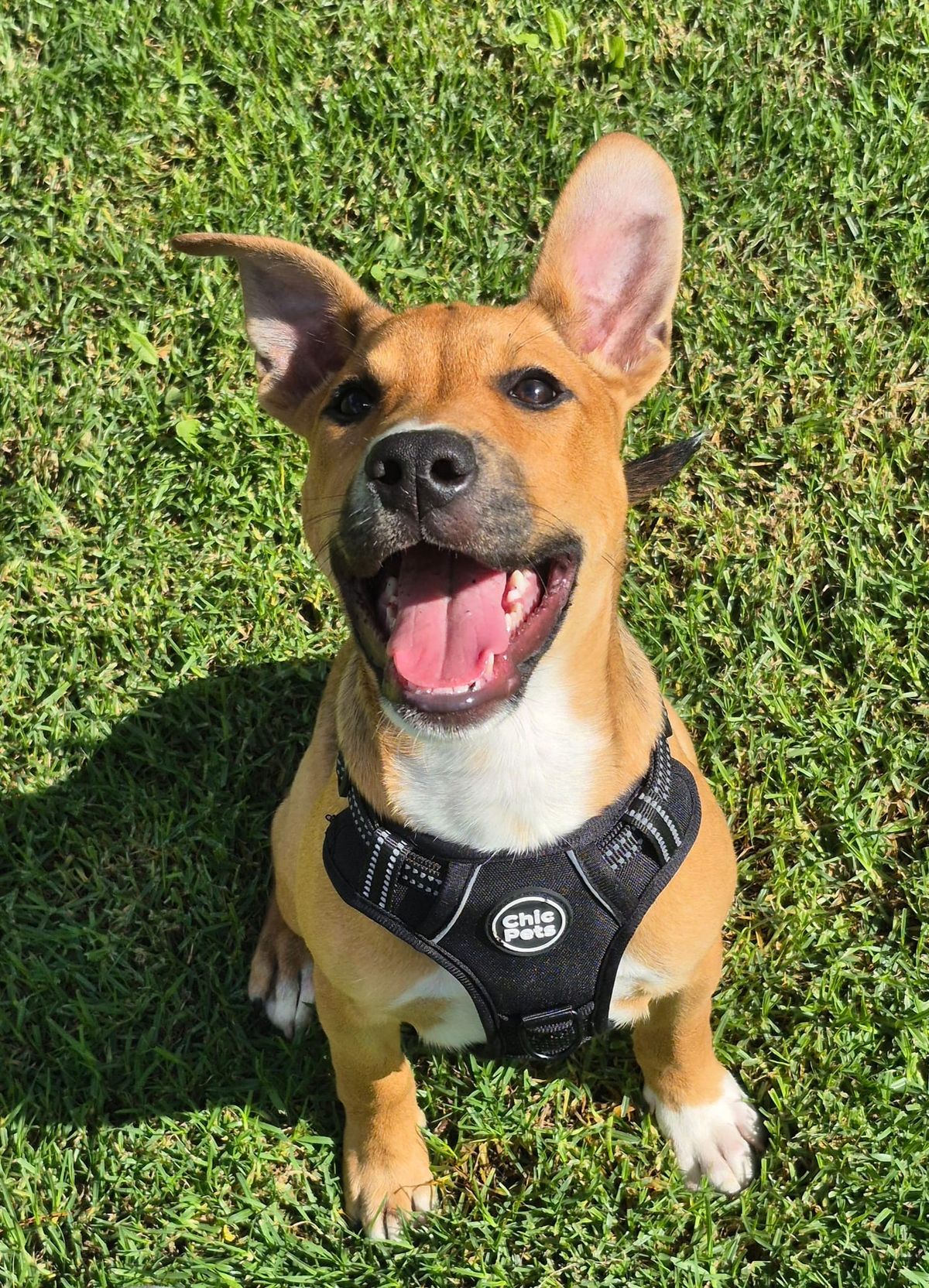 Gallery image: Possum