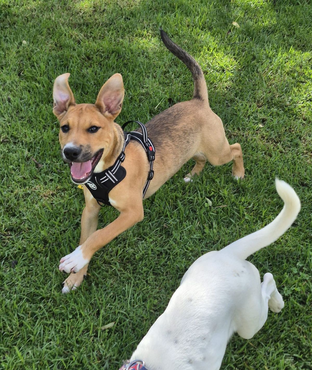 Gallery image: Possum