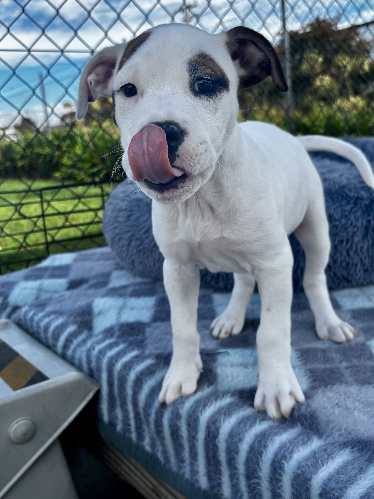 Gallery image: Bailey