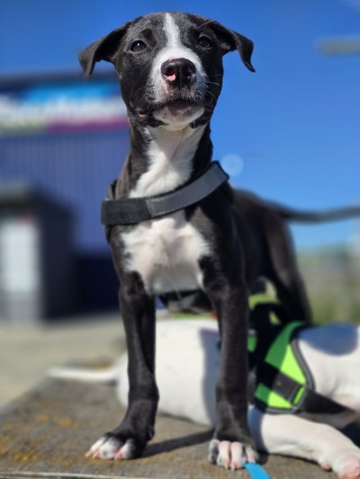 Ben - Medium Cross Breed