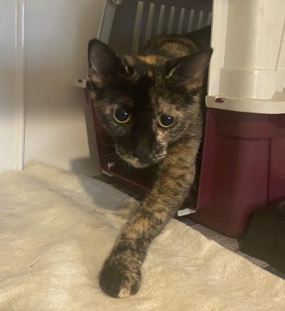 Gallery image: Topaz