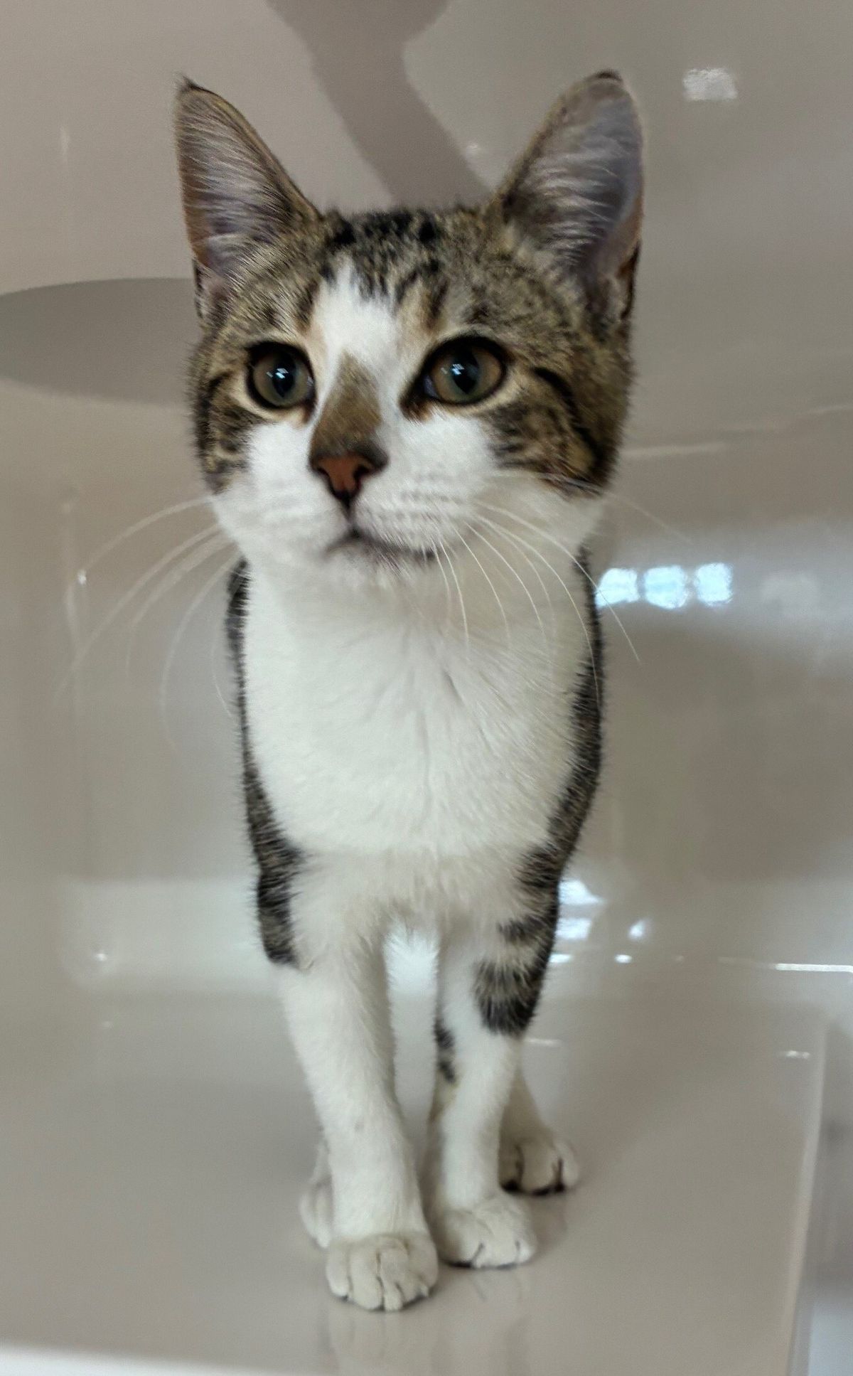 Gallery image: French Fry