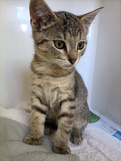 Fresia - Domestic Short Hair