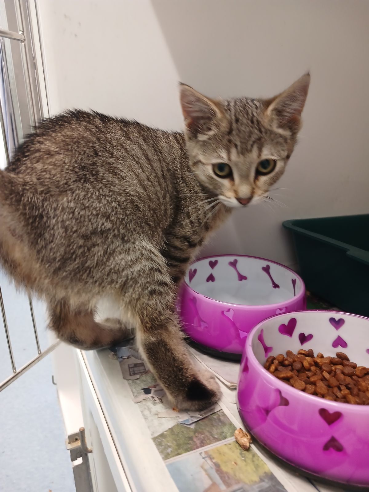 Gallery image: Fresia