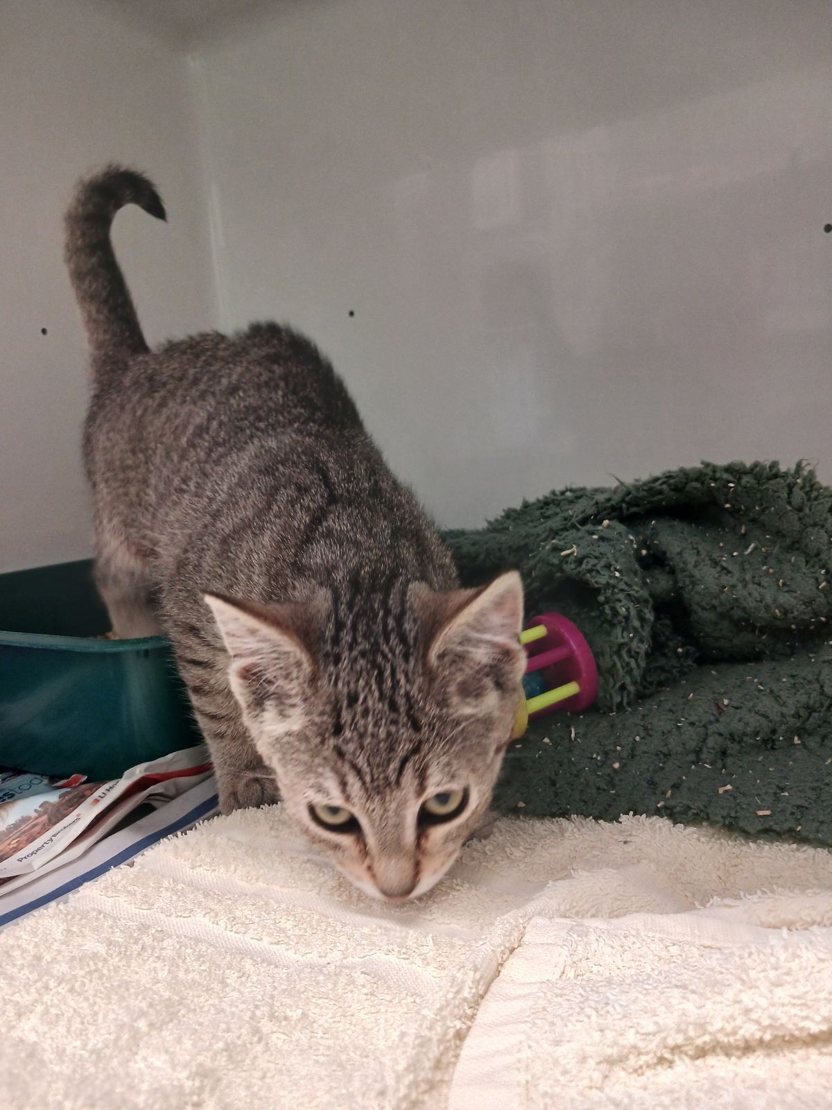 Gallery image: Fresia