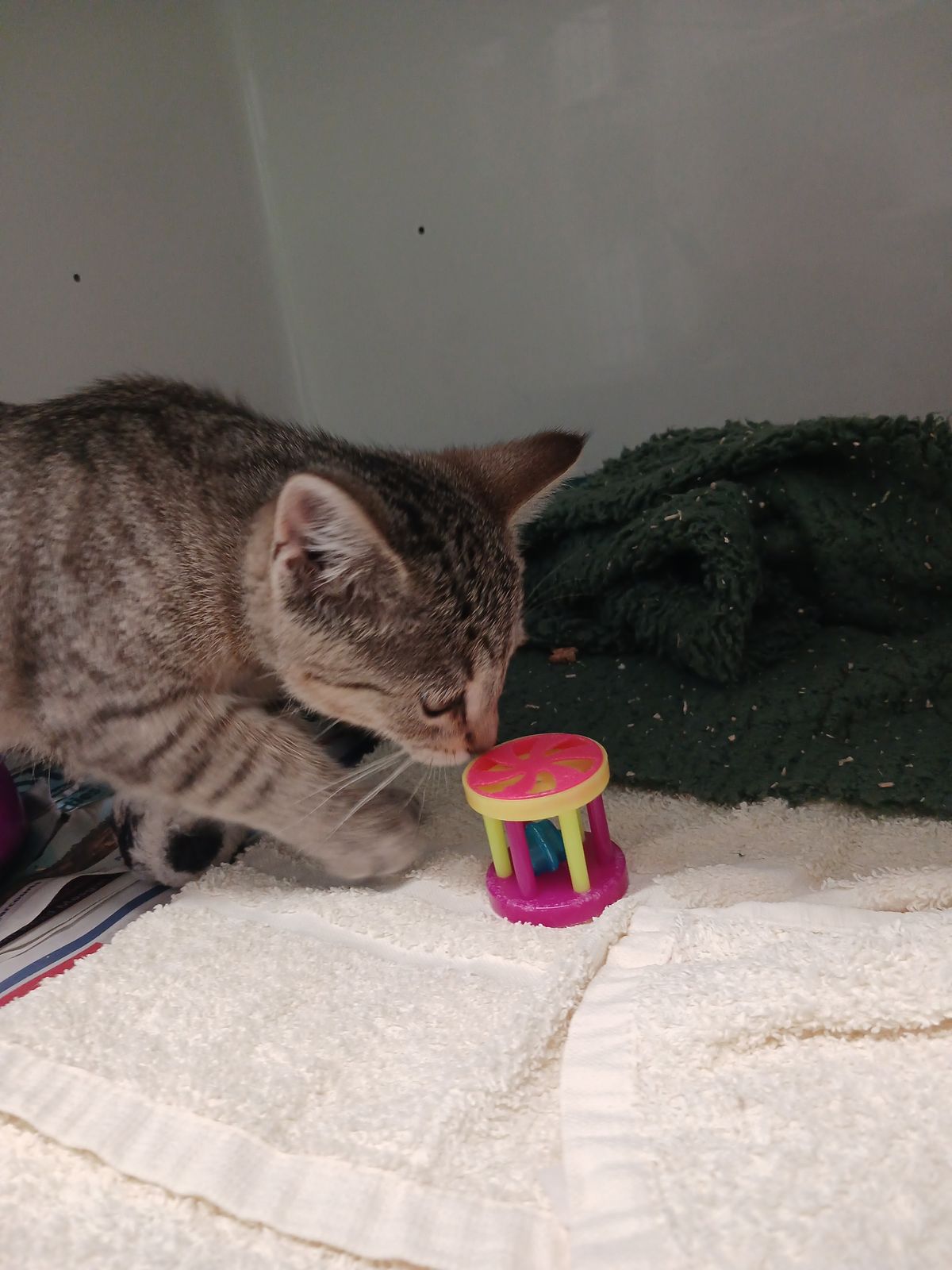 Gallery image: Fresia