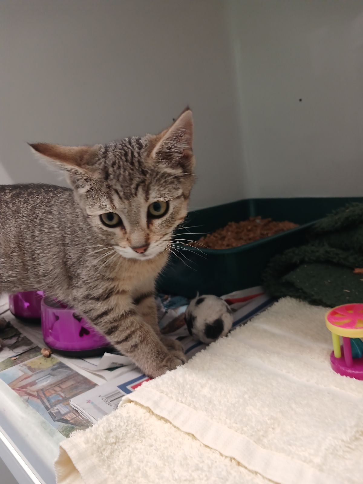 Gallery image: Fresia