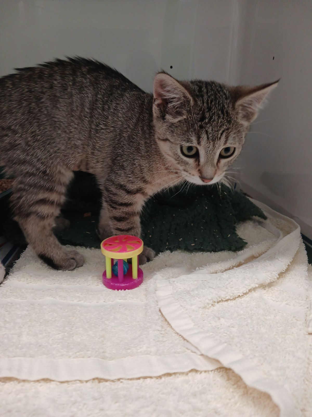 Gallery image: Fresia