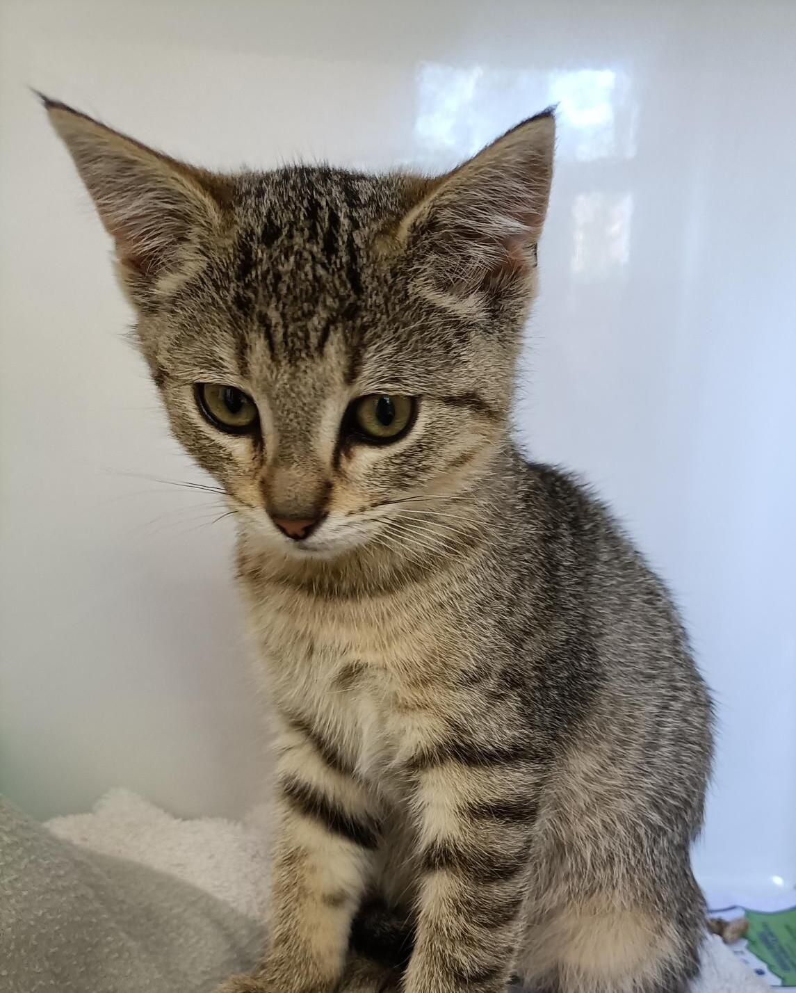 Gallery image: Fresia