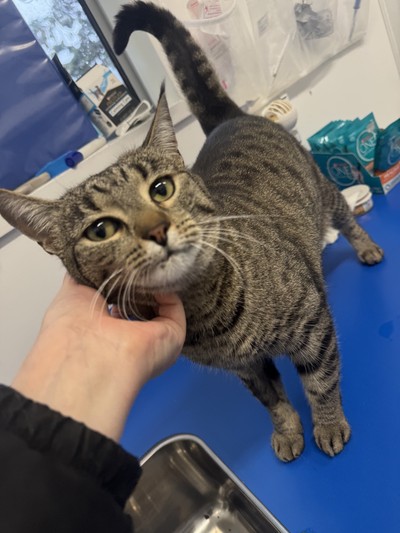 Maybel - Domestic Short Hair