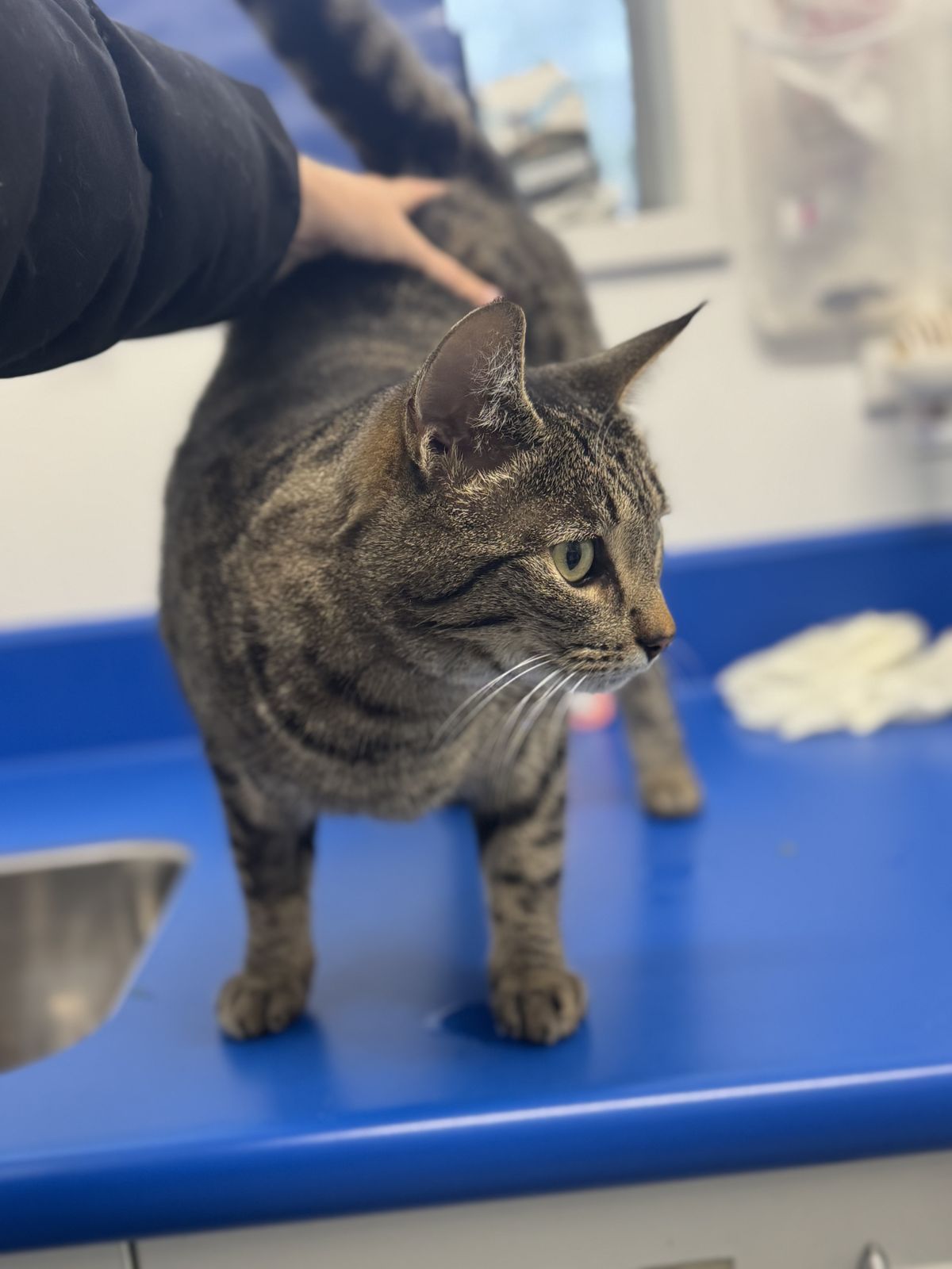 Gallery image: Maybel