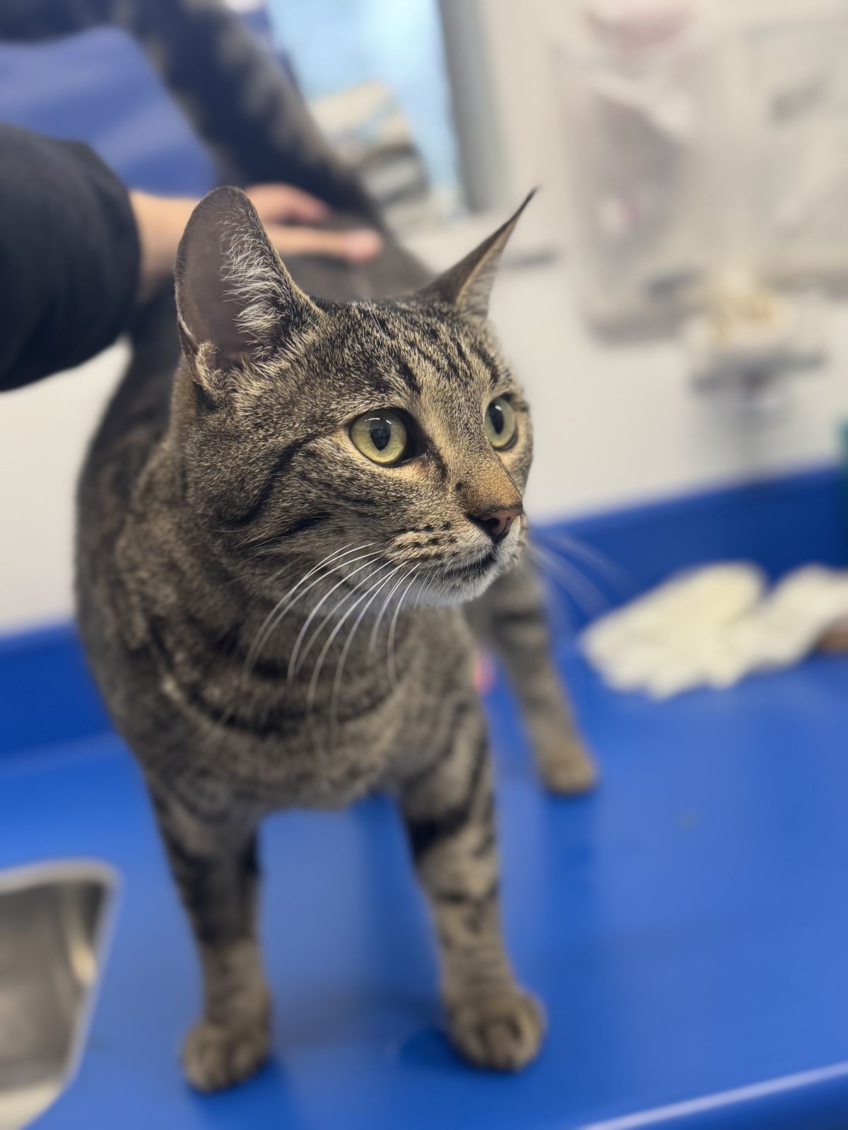 Gallery image: Maybel