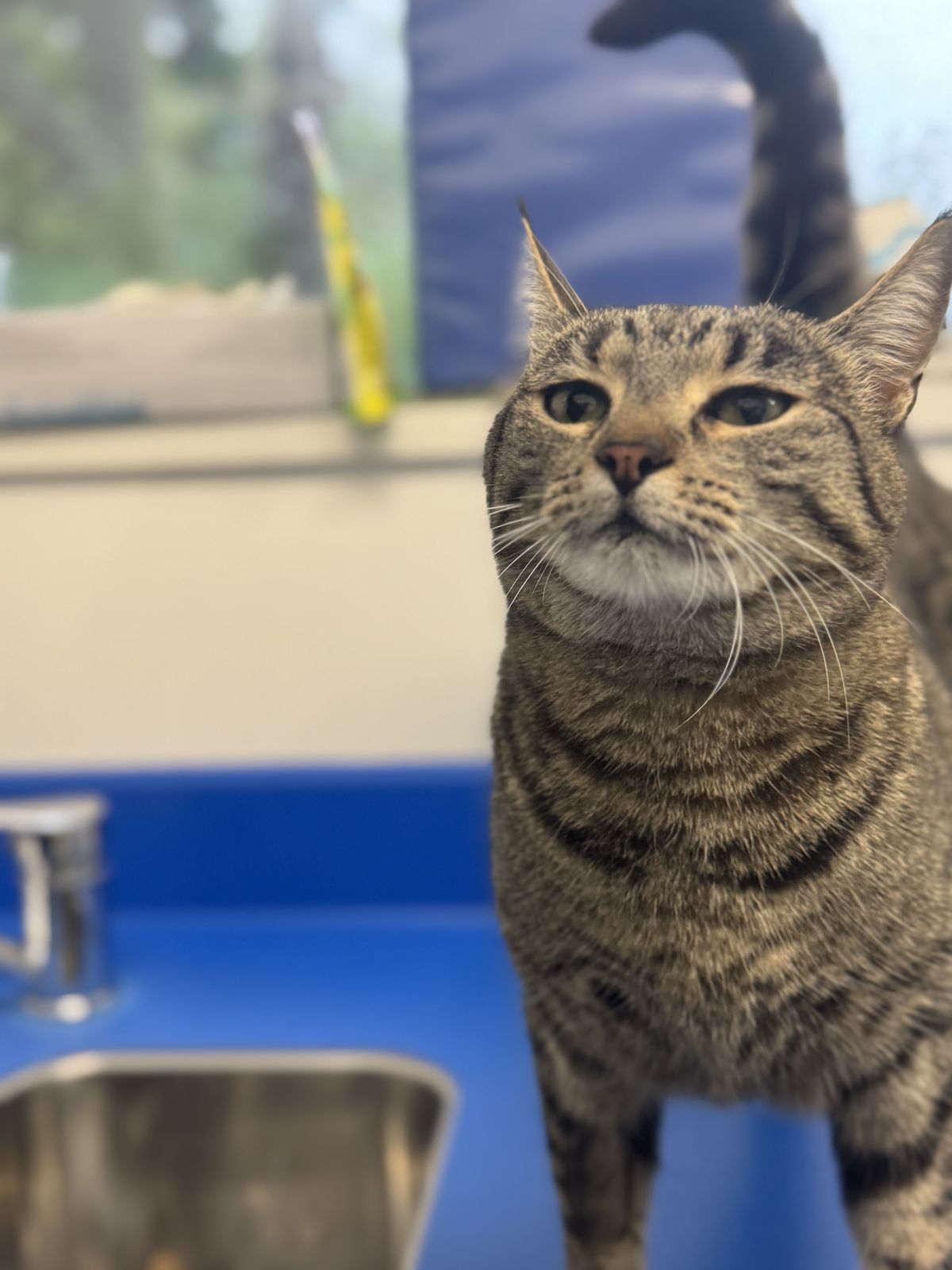 Gallery image: Maybel