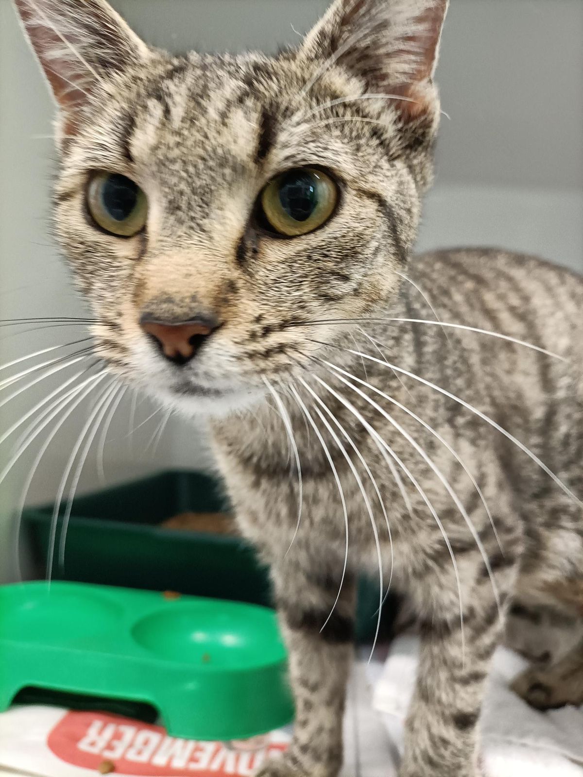 Gallery image: Cersei