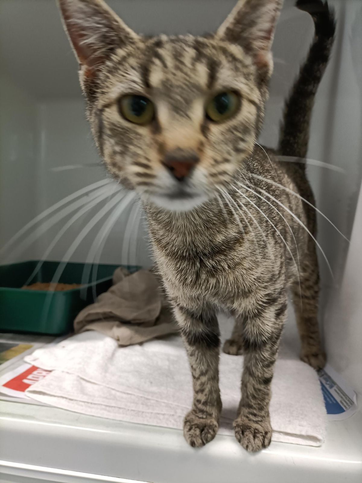 Gallery image: Cersei