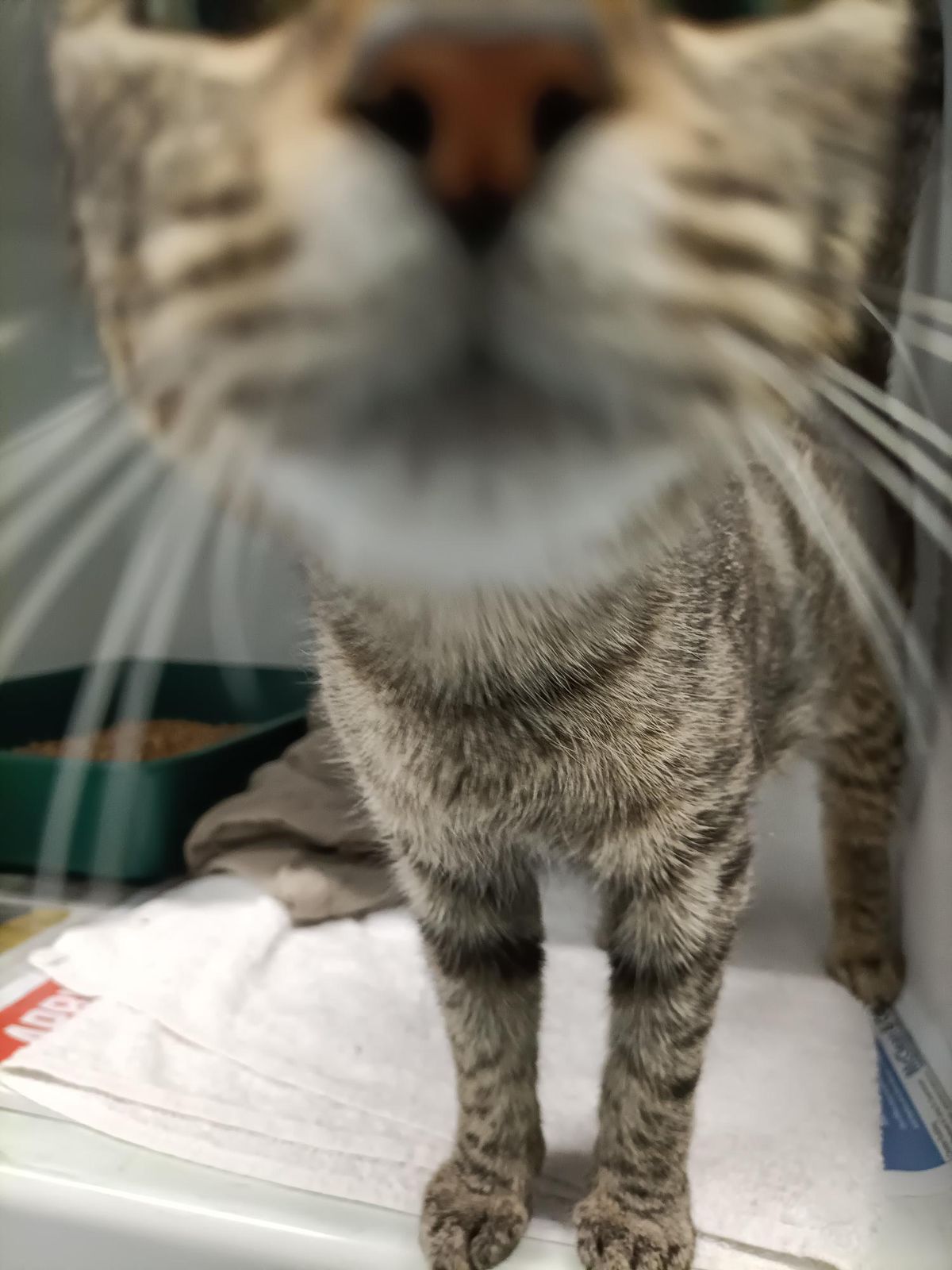 Gallery image: Cersei