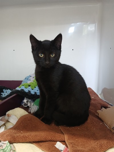 Spud - Domestic Short Hair