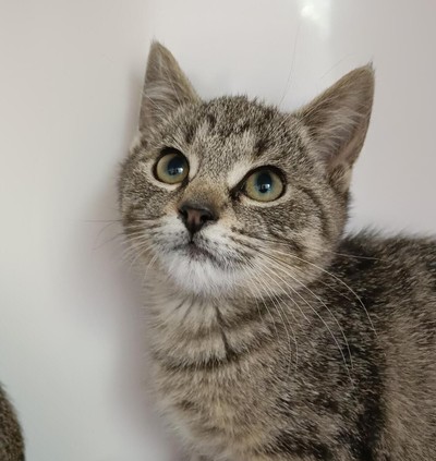 Olive - Domestic Short Hair