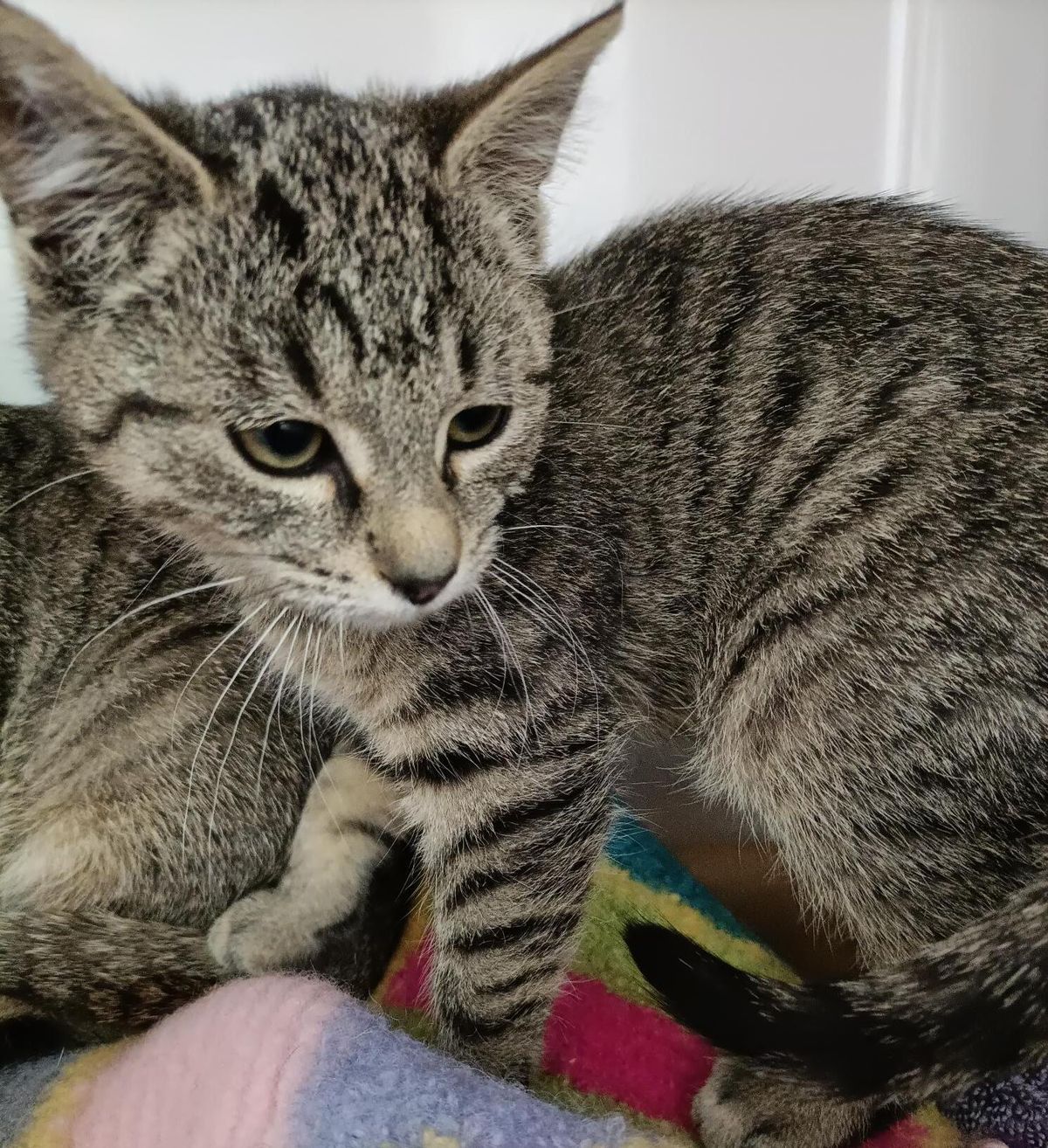 Gallery image: Olive