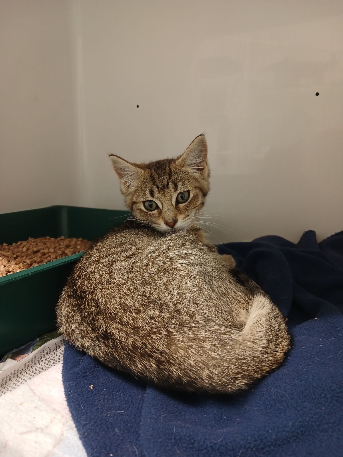 Gallery image: Iona Phona Babona