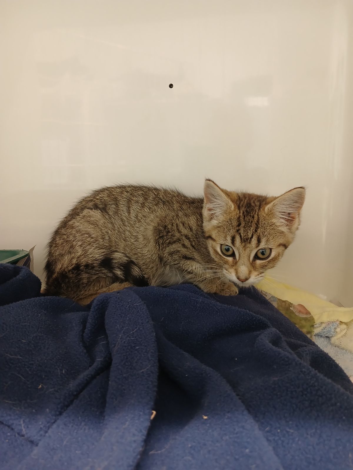 Gallery image: Iona Phona Babona