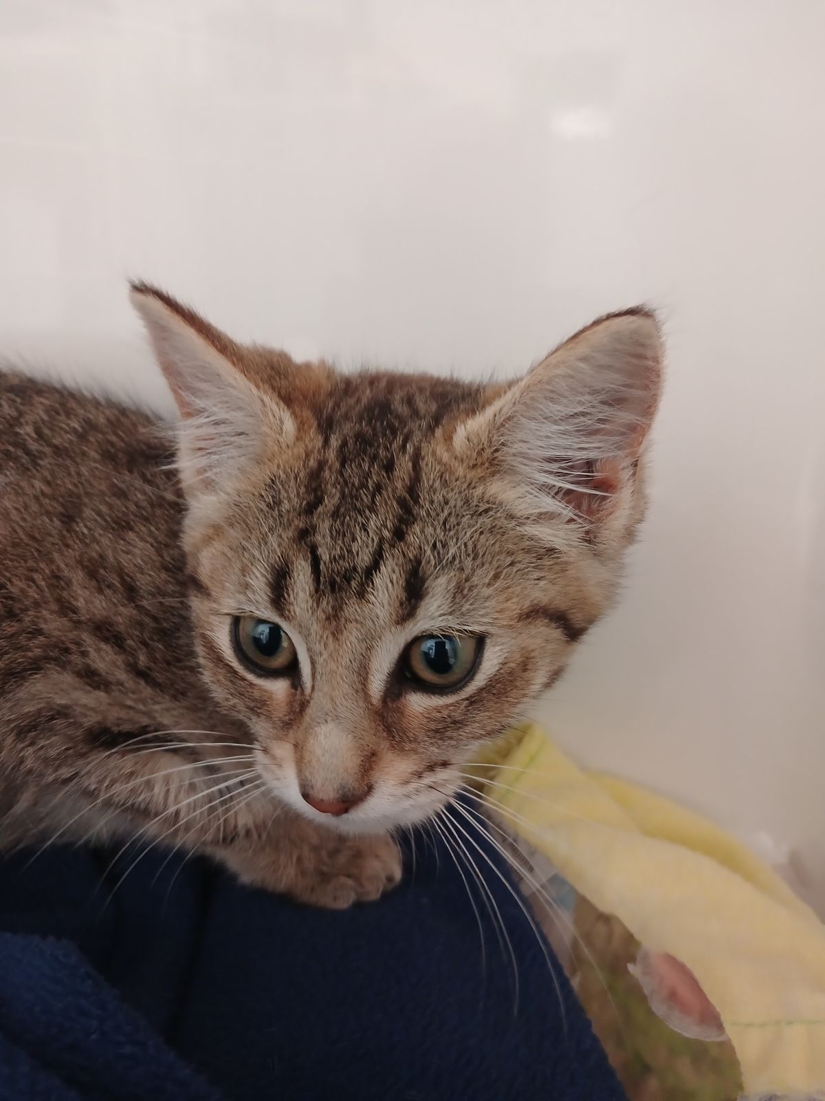 Gallery image: Iona Phona Babona