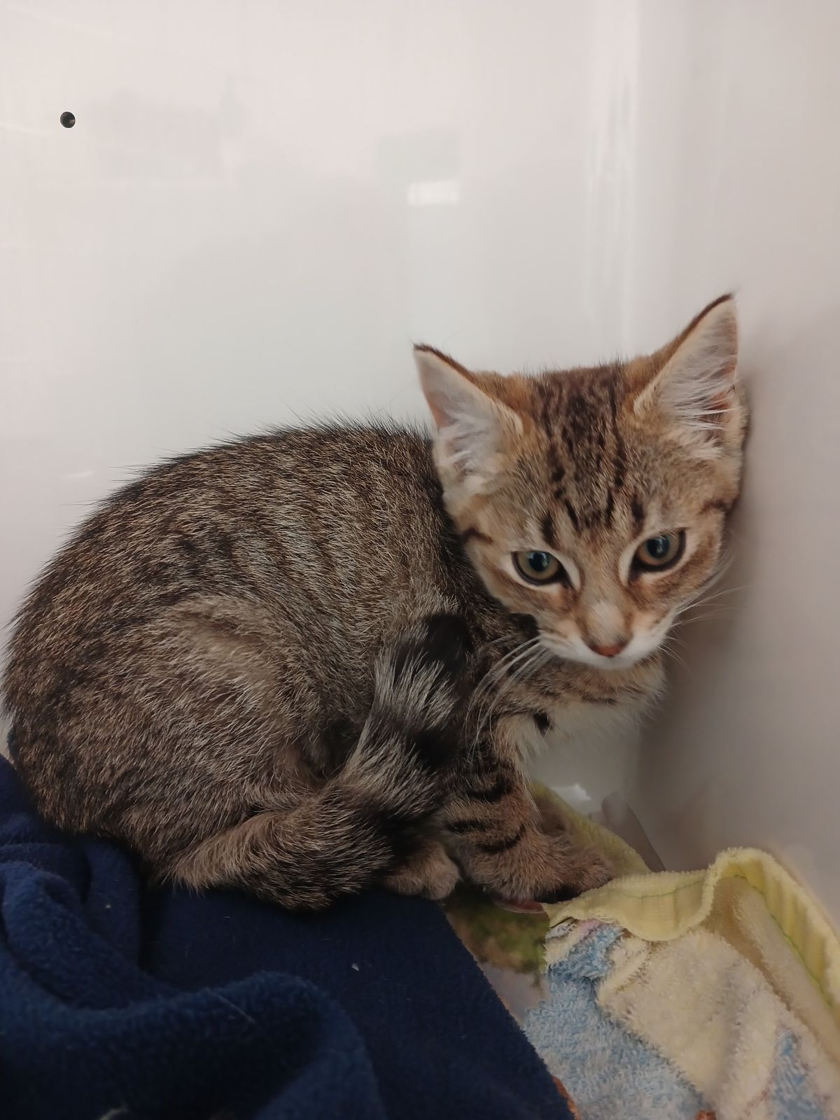 Gallery image: Iona Phona Babona