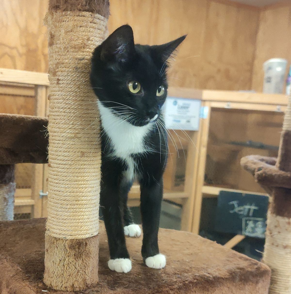 Gallery image: Moana