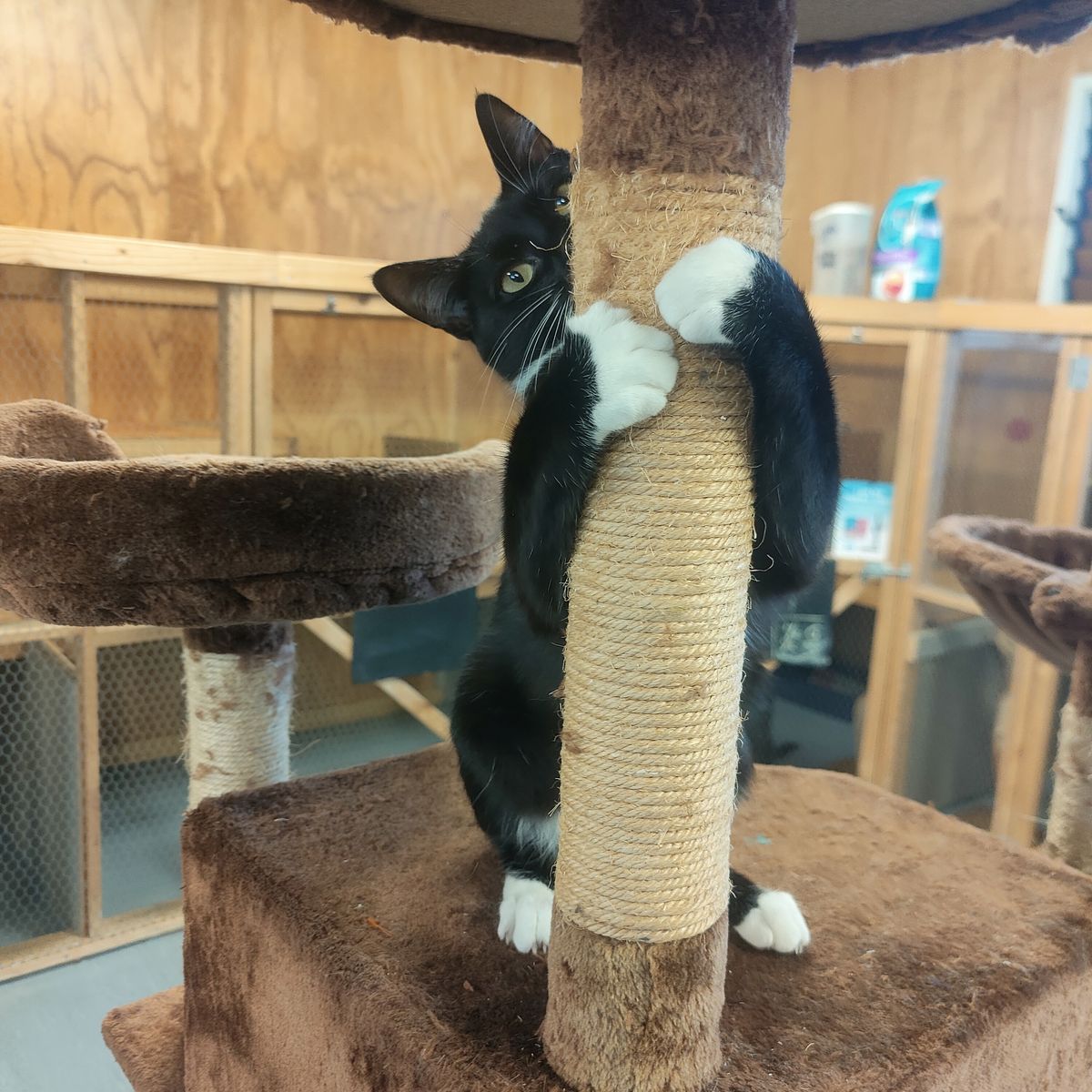 Gallery image: Moana