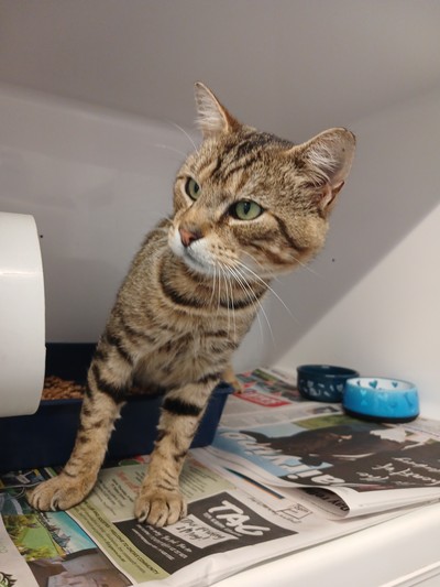 Oscar - Domestic Short Hair