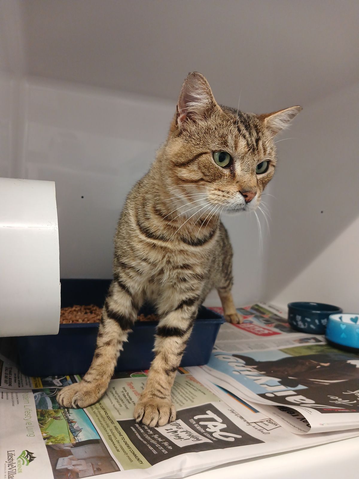 Gallery image: Oscar