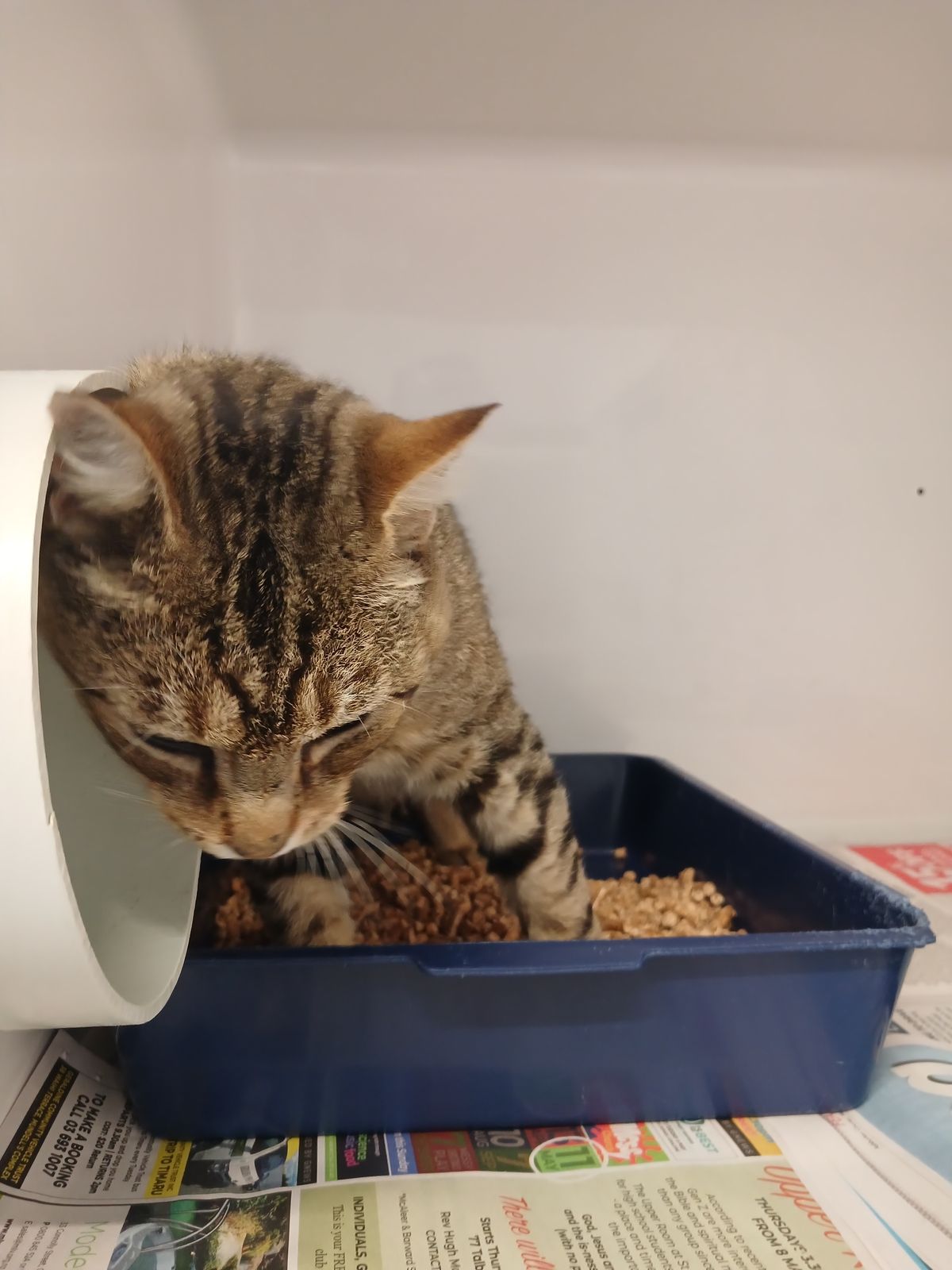 Gallery image: Oscar