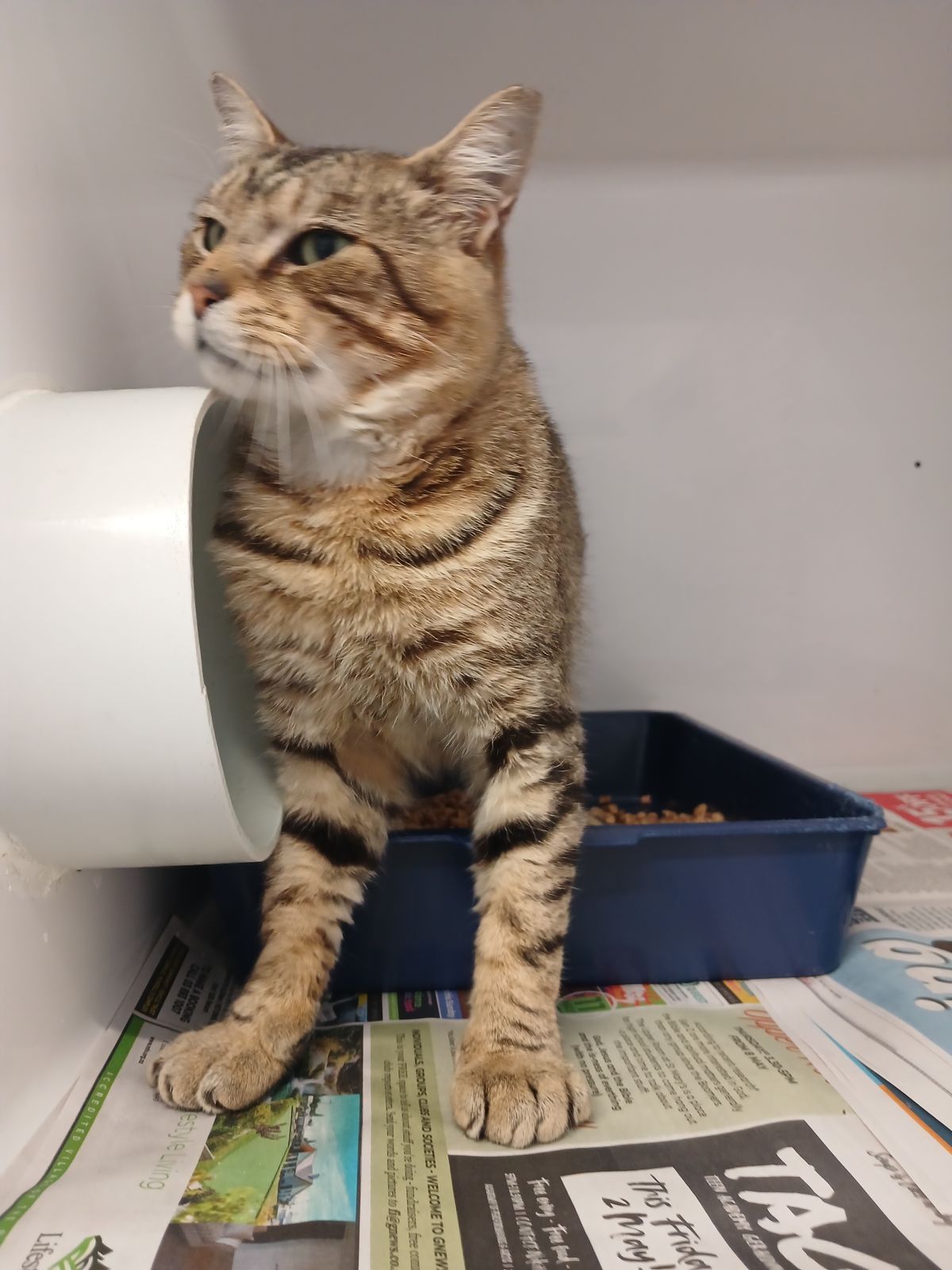 Gallery image: Oscar