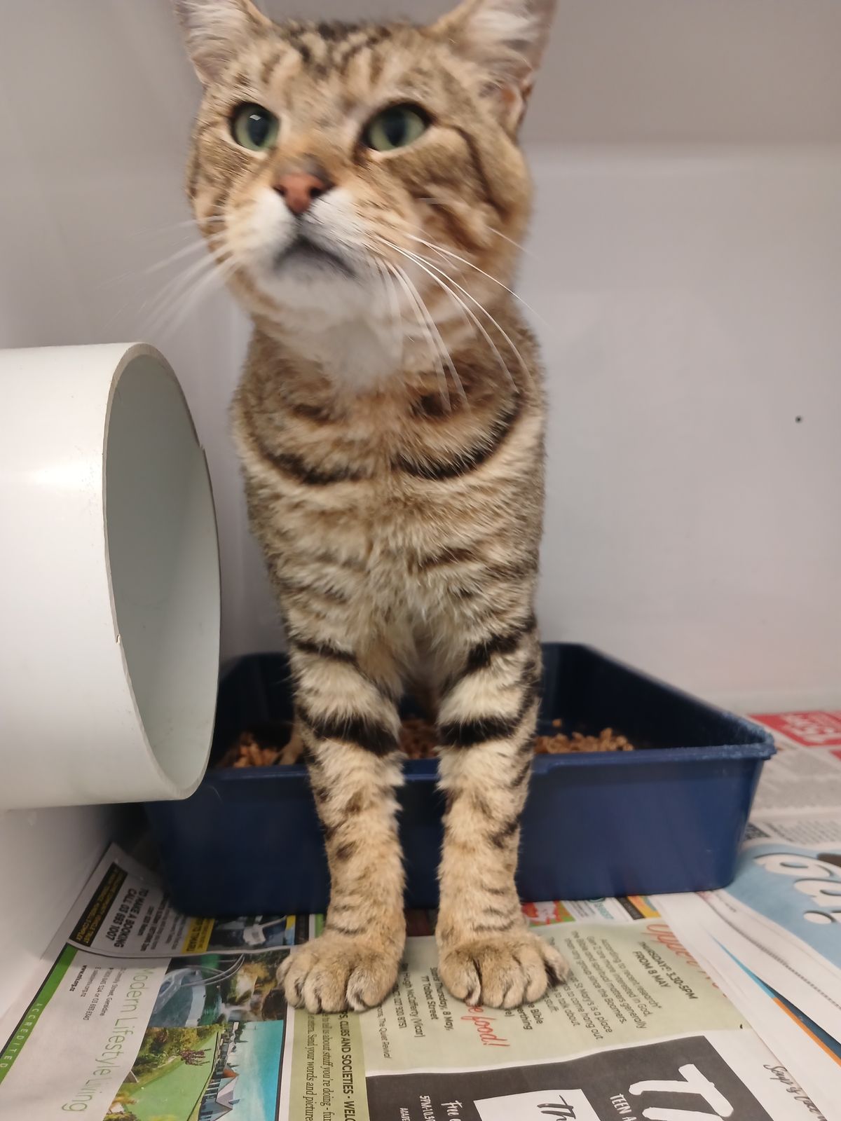 Gallery image: Oscar