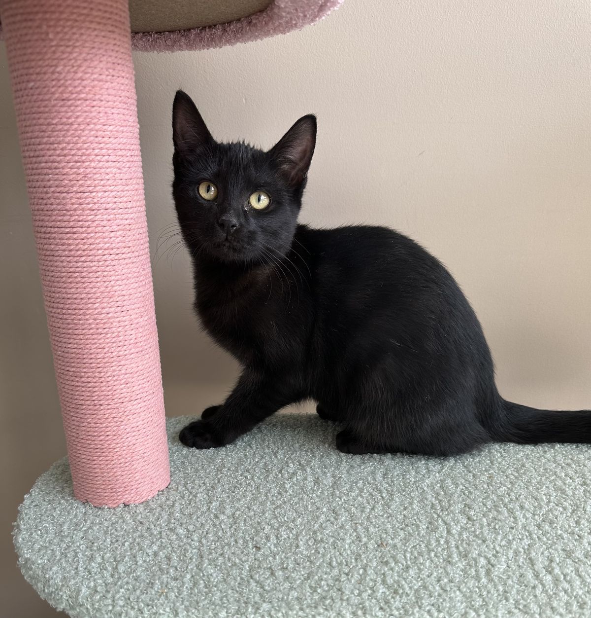 Gallery image: Odelia