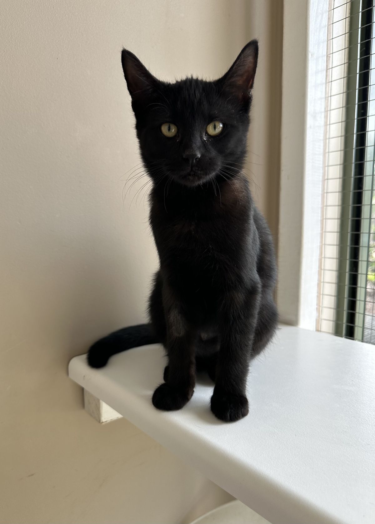 Gallery image: Odelia