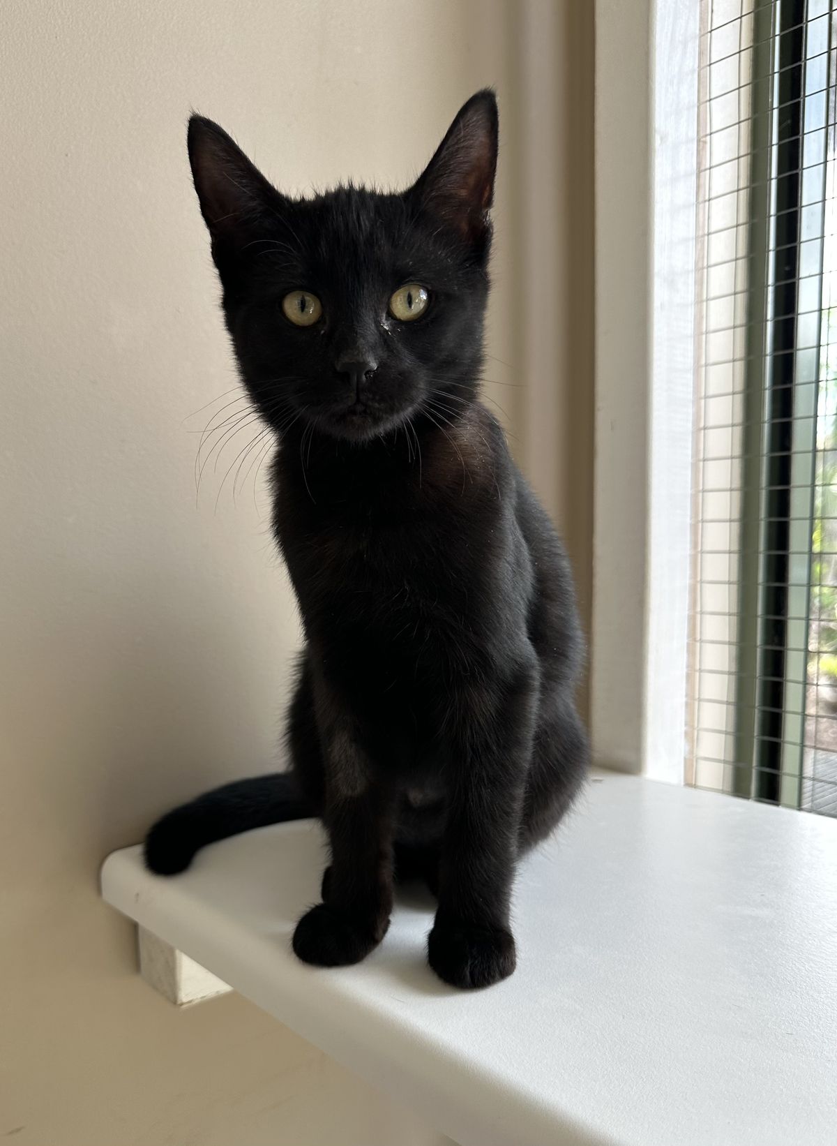 Gallery image: Odelia