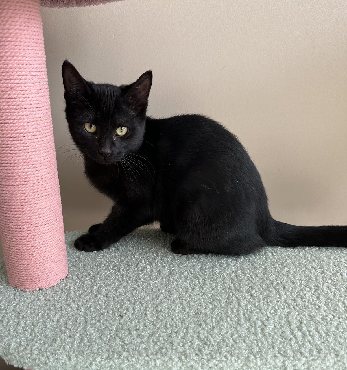 Gallery image: Odelia