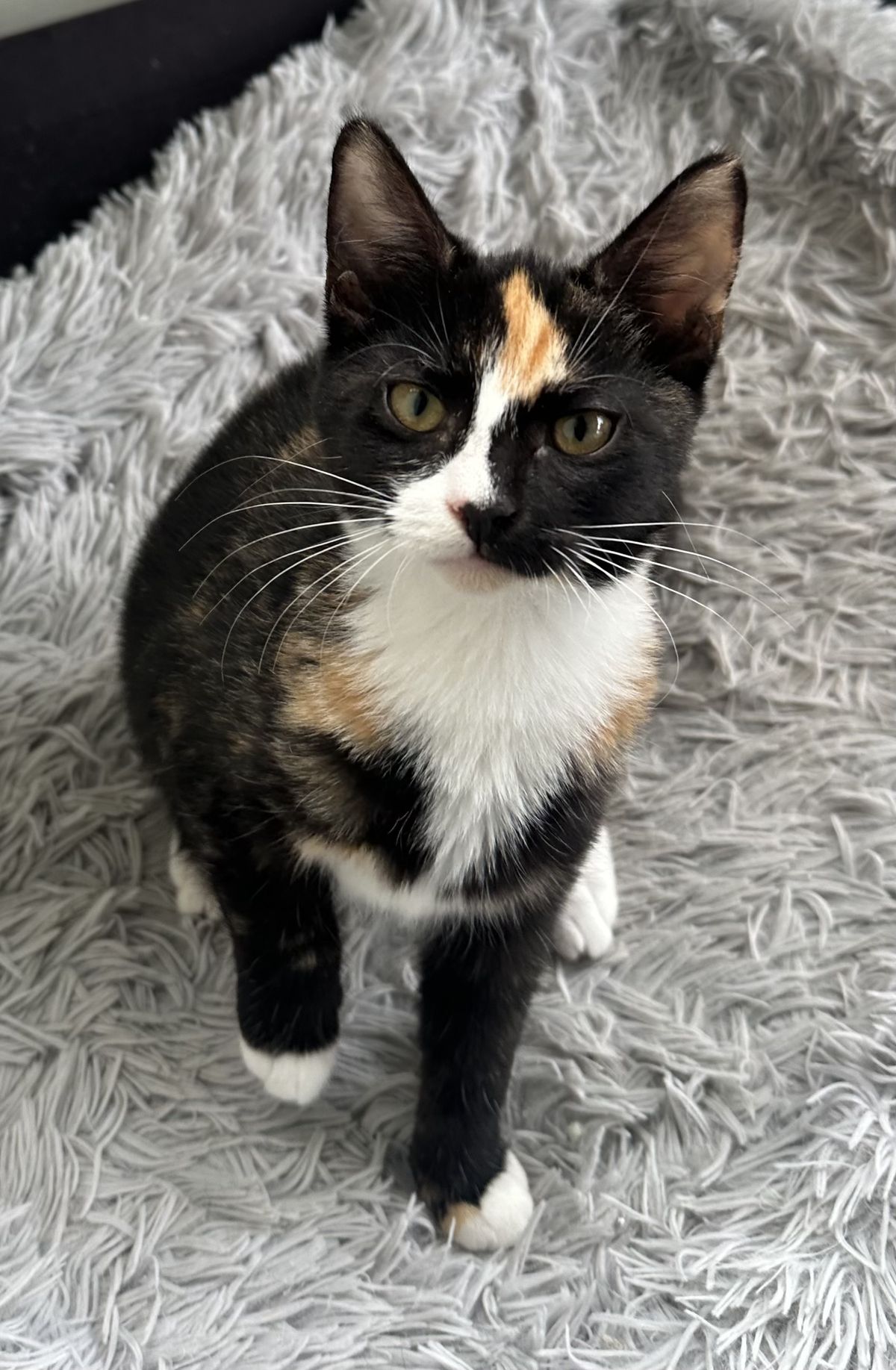 Gallery image: Sunshine