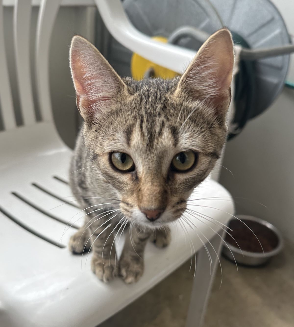 Gallery image: Bella