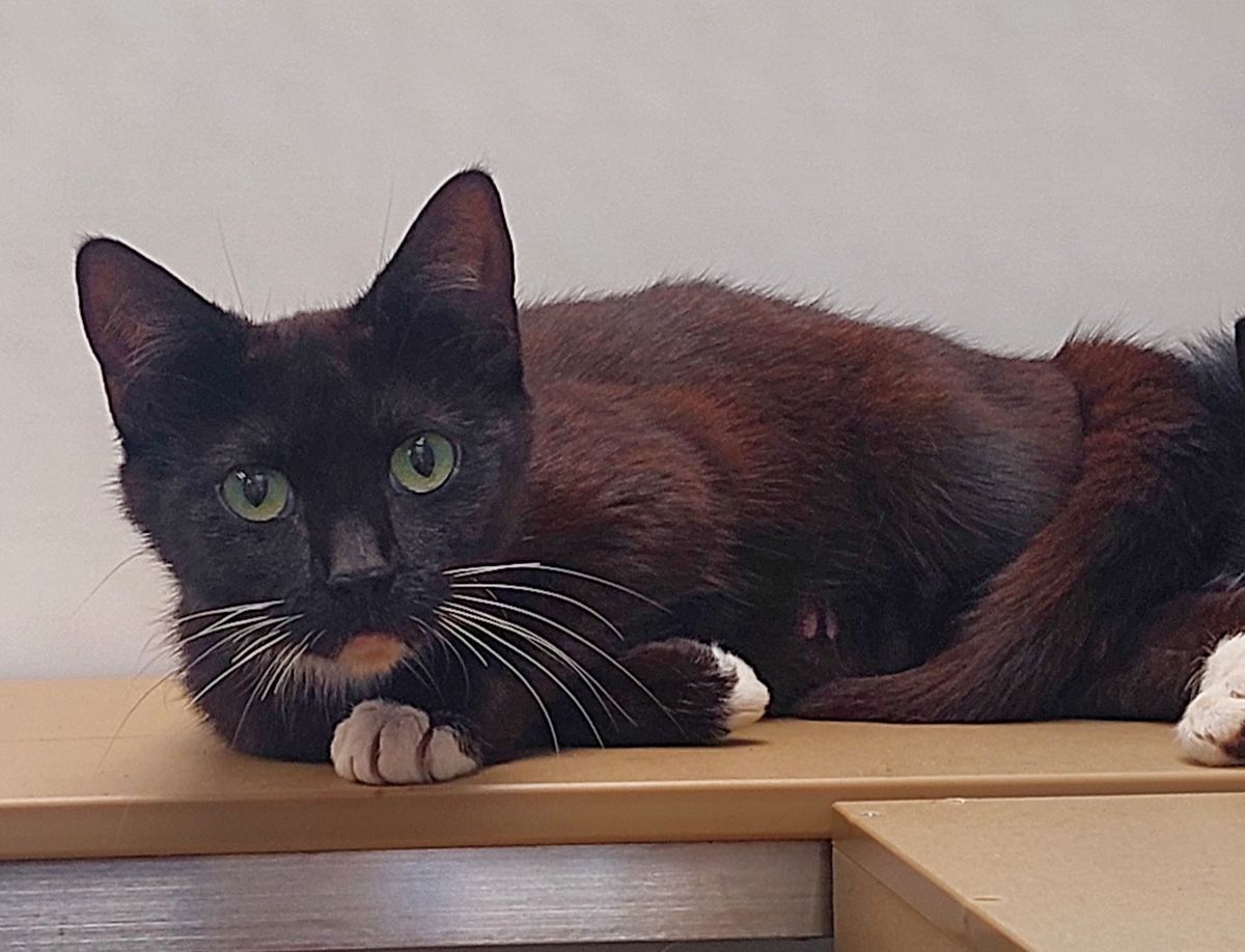 Gallery image: Ember