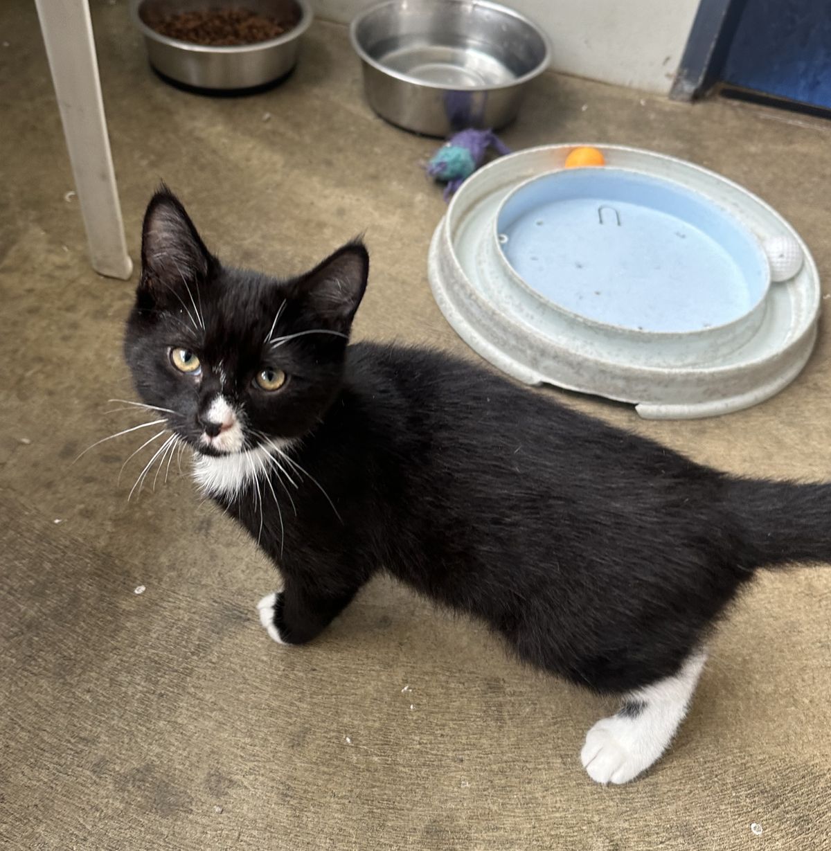 Gallery image: Tobias