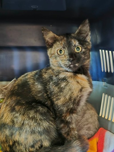 Blaze - Domestic Short Hair