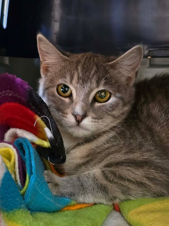 Gallery image: Valkyrie