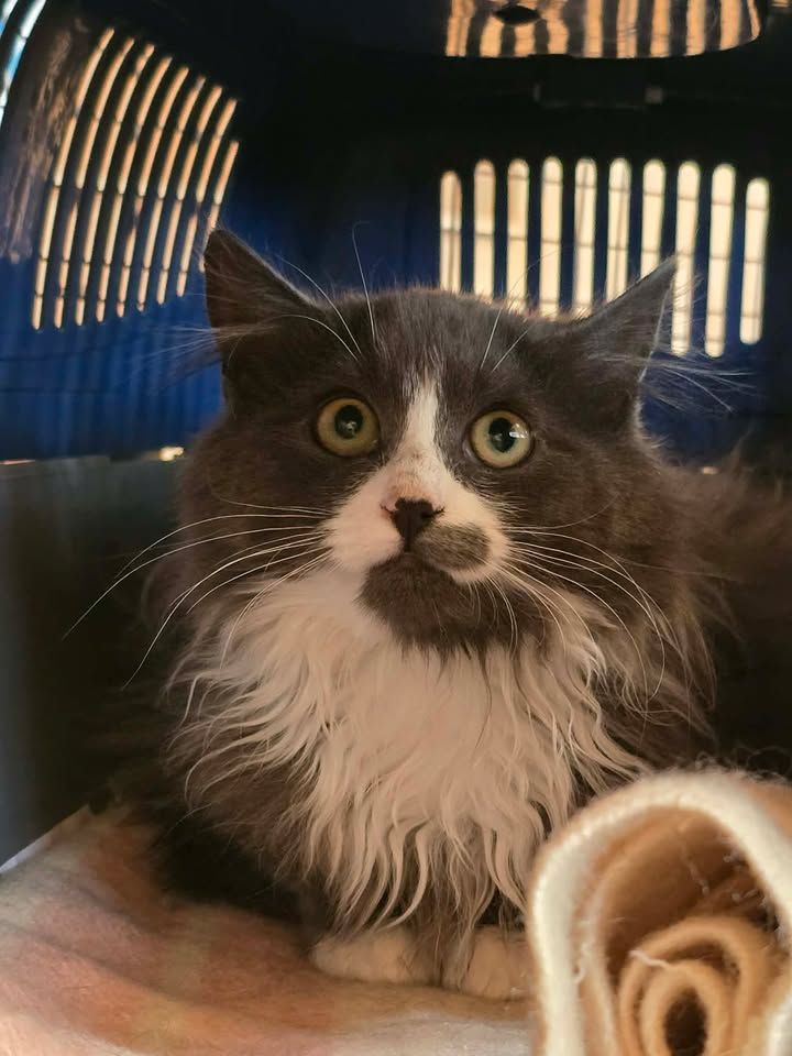 Gallery image: Malachi