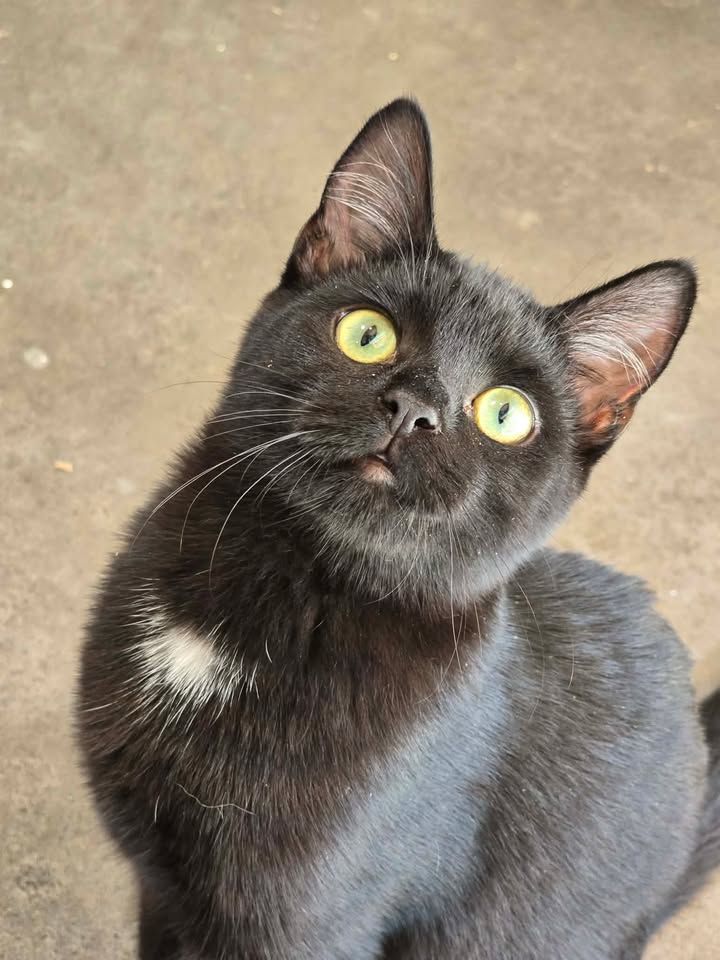 Gallery image: Briar